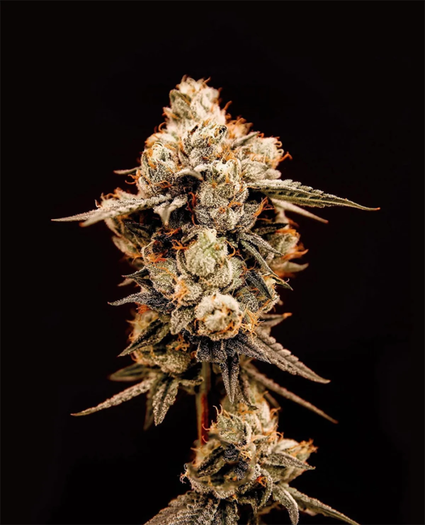 Cosmic OG Kush