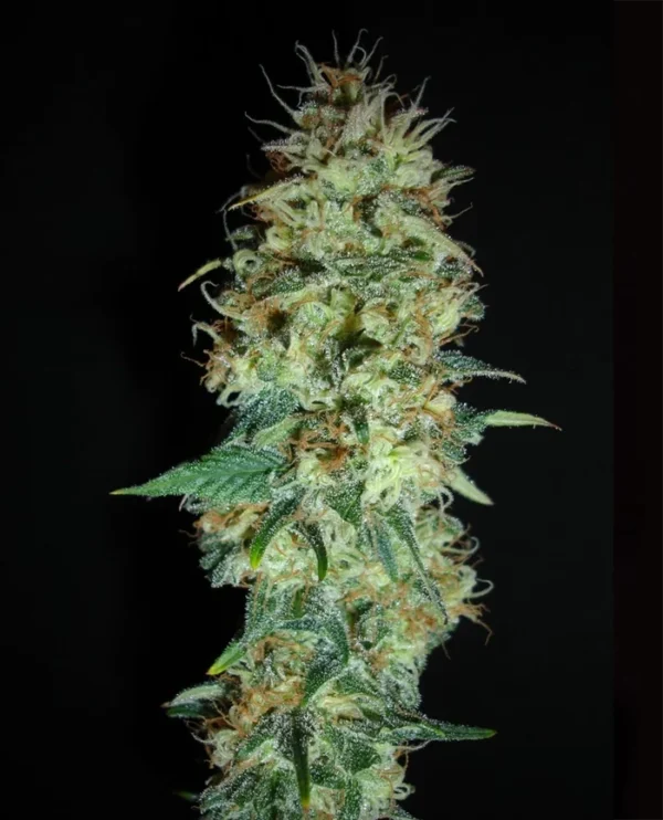 Moonwalker Gelato