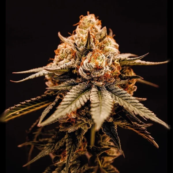 NYC sour diesel - Hybrid