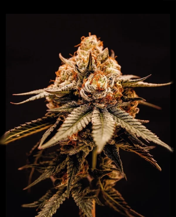 NYC sour diesel