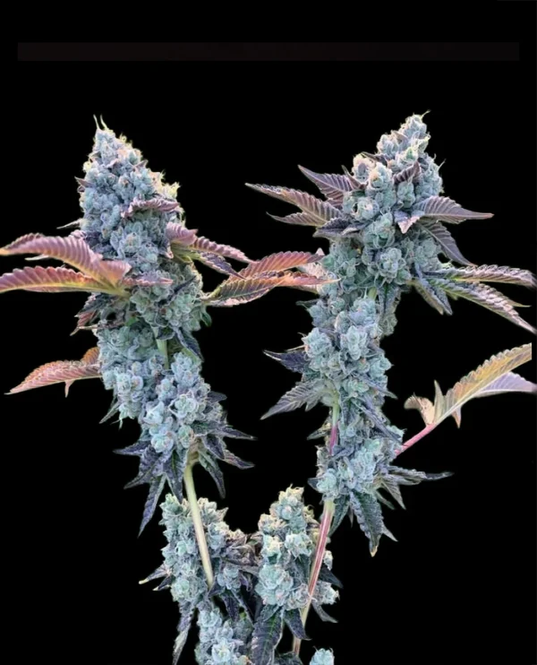 Gorilla glue