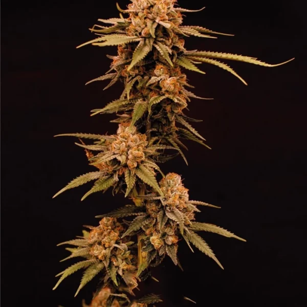 Super silver haze - Sativa