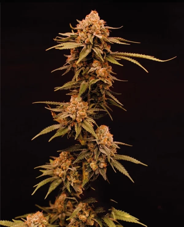 Super silver haze