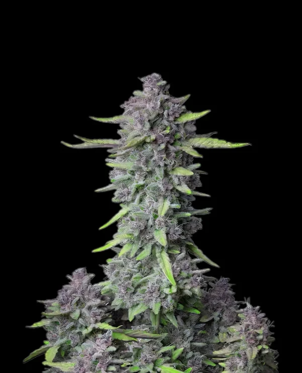 White widow