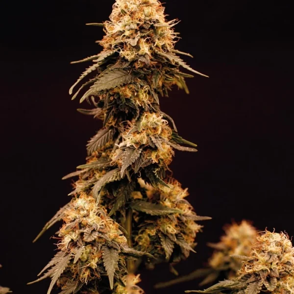 Acapulco gold - Hybrid