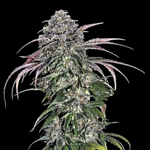 Tropicana Charry