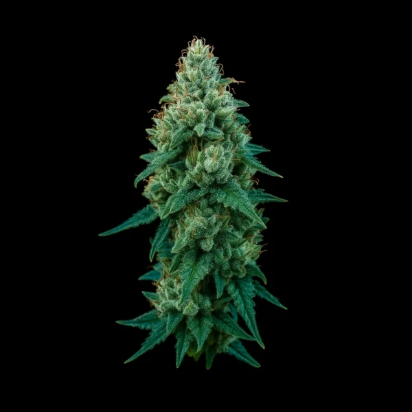 Wedding cake - Sativa