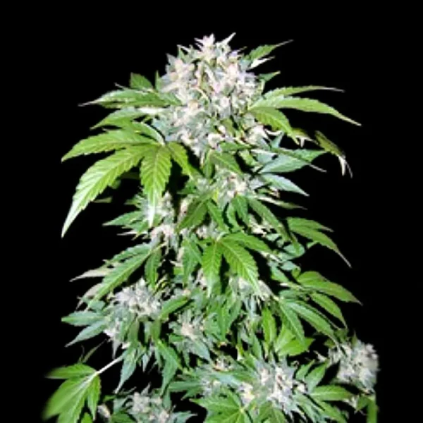 Grape Gas