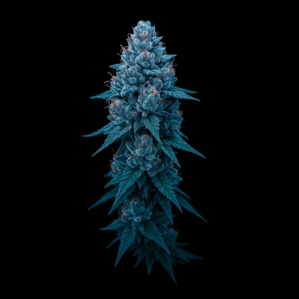 Blue Dream - Sativa