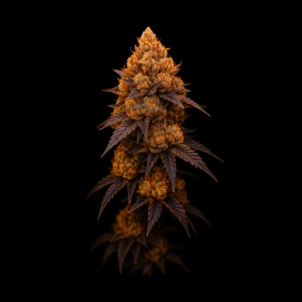 Runtz - Indica