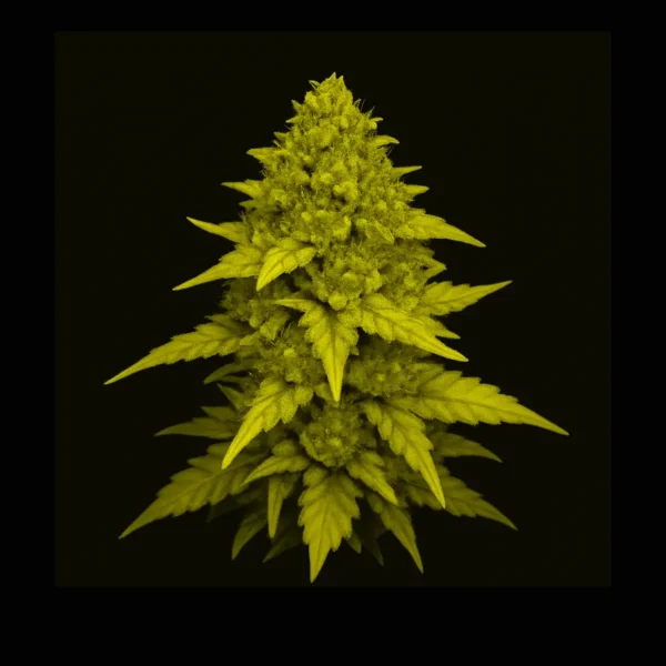 Pineapple Express - Indica
