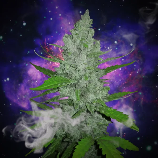Sour diesel - 1 ounce